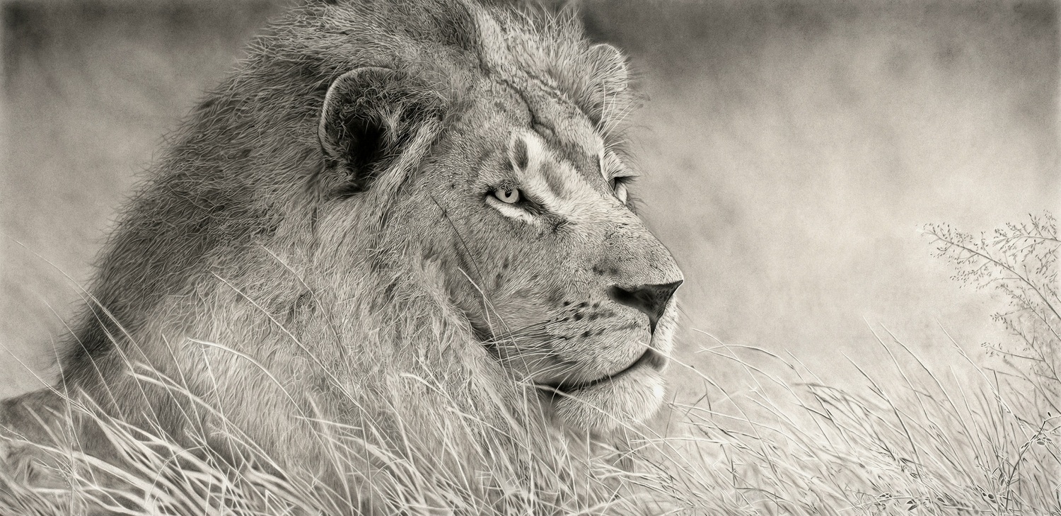 African Lion 7/10 Largest